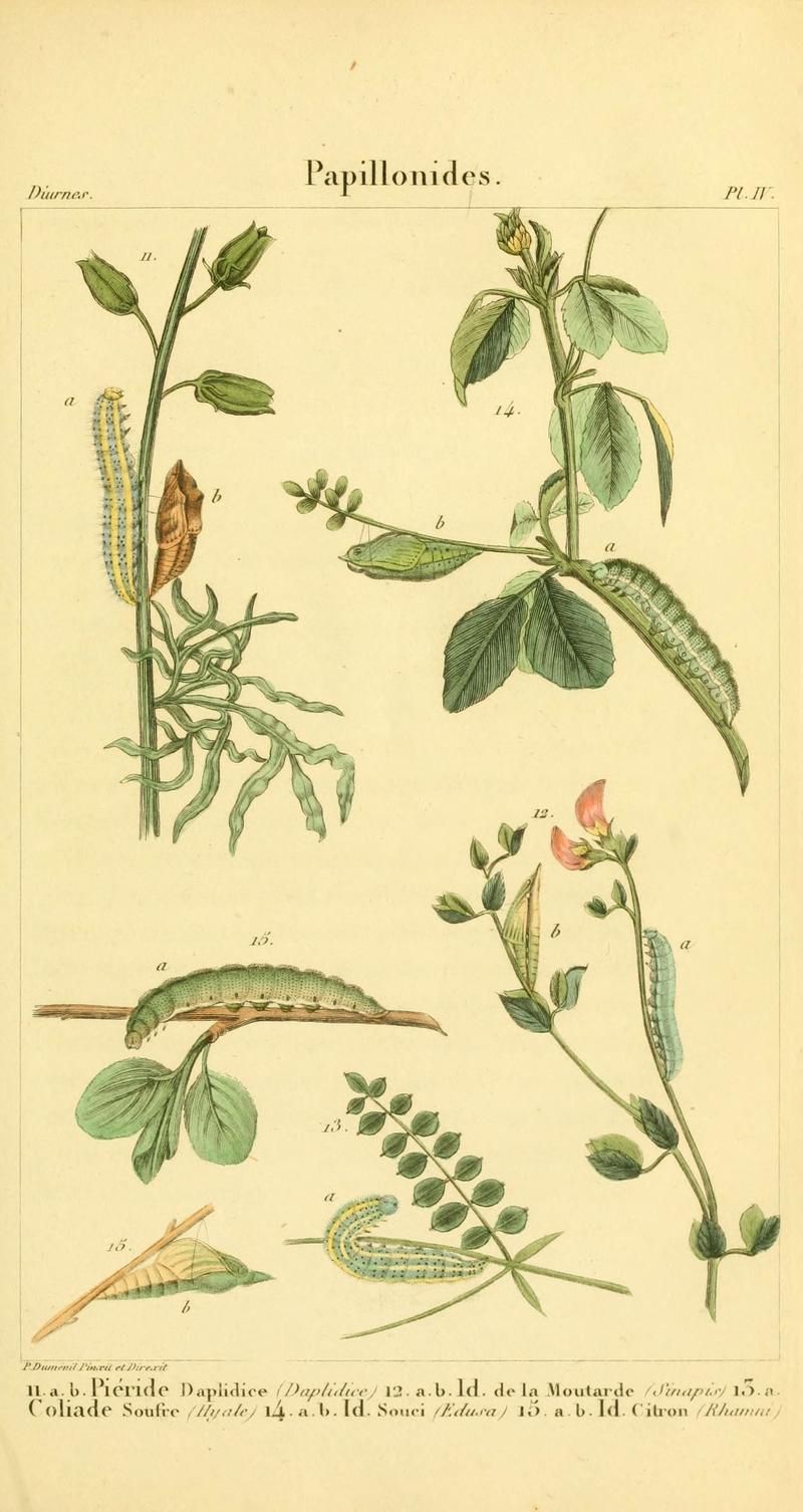 Iconographie et histoire naturelle des chenilles pour servir de complément à l'Histoire naturelle des lépidoptères ou papillons de France, de MM. Godart et Duponchel (Pl. IV) (6059708694)