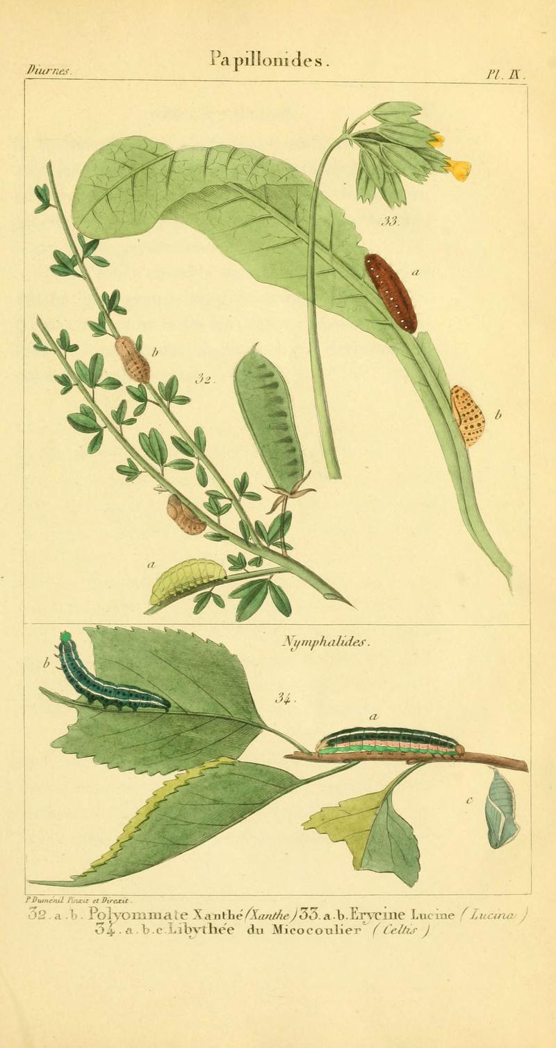 Iconographie et histoire naturelle des chenilles pour servir de complément à l'Histoire naturelle des lépidoptères ou papillons de France, de MM. Godart et Duponchel (Pl. IX) (6059710142)