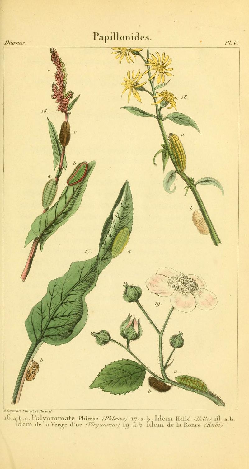 Iconographie et histoire naturelle des chenilles pour servir de complément à l'Histoire naturelle des lépidoptères ou papillons de France, de MM. Godart et Duponchel (Pl. V) (6059709010)