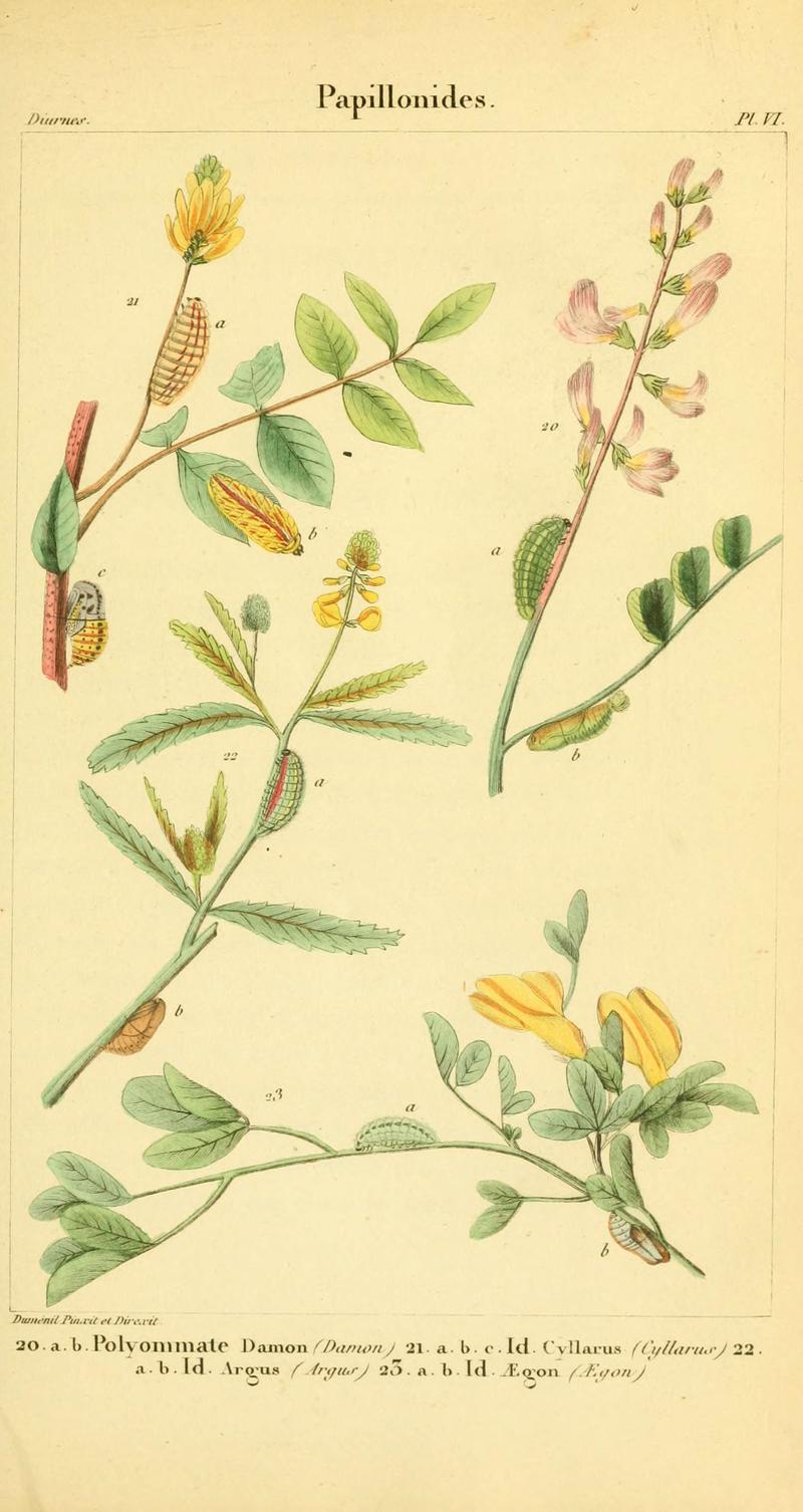 Iconographie et histoire naturelle des chenilles pour servir de complément à l'Histoire naturelle des lépidoptères ou papillons de France, de MM. Godart et Duponchel (Pl. VI) (6059161761)