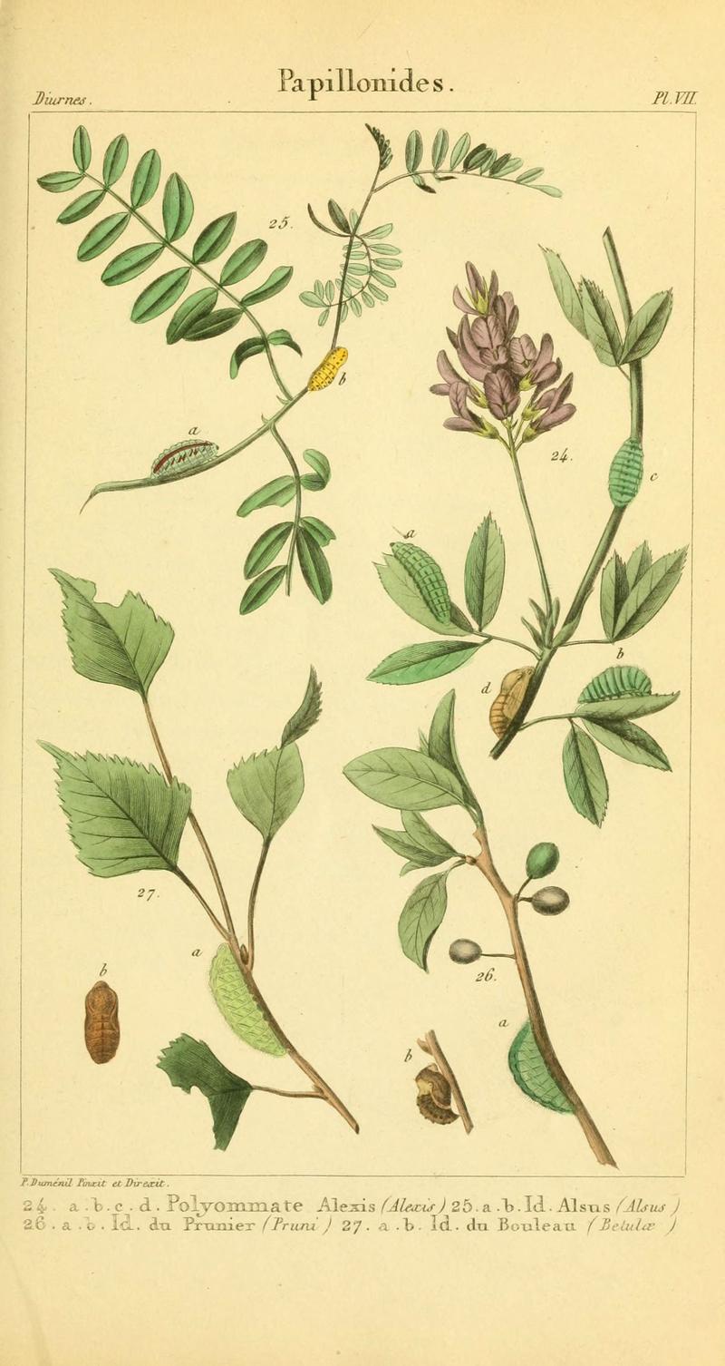 Iconographie et histoire naturelle des chenilles pour servir de complément à l'Histoire naturelle des lépidoptères ou papillons de France, de MM. Godart et Duponchel (Pl. VII) (6059709566)