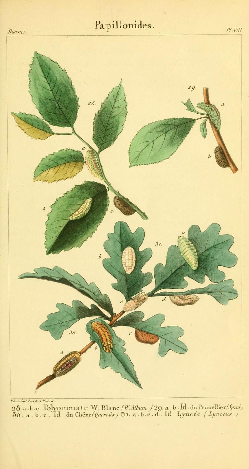 Iconographie et histoire naturelle des chenilles pour servir de complément à l'Histoire naturelle des lépidoptères ou papillons de France, de MM. Godart et Duponchel (Pl. VIII) (6059162237)