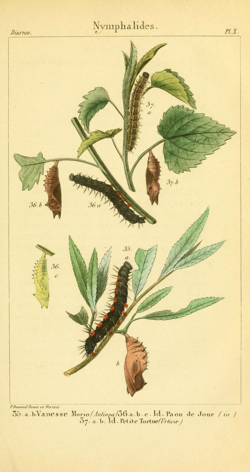 Iconographie et histoire naturelle des chenilles pour servir de complément à l'Histoire naturelle des lépidoptères ou papillons de France, de MM. Godart et Duponchel (Pl. X) (6059162807)