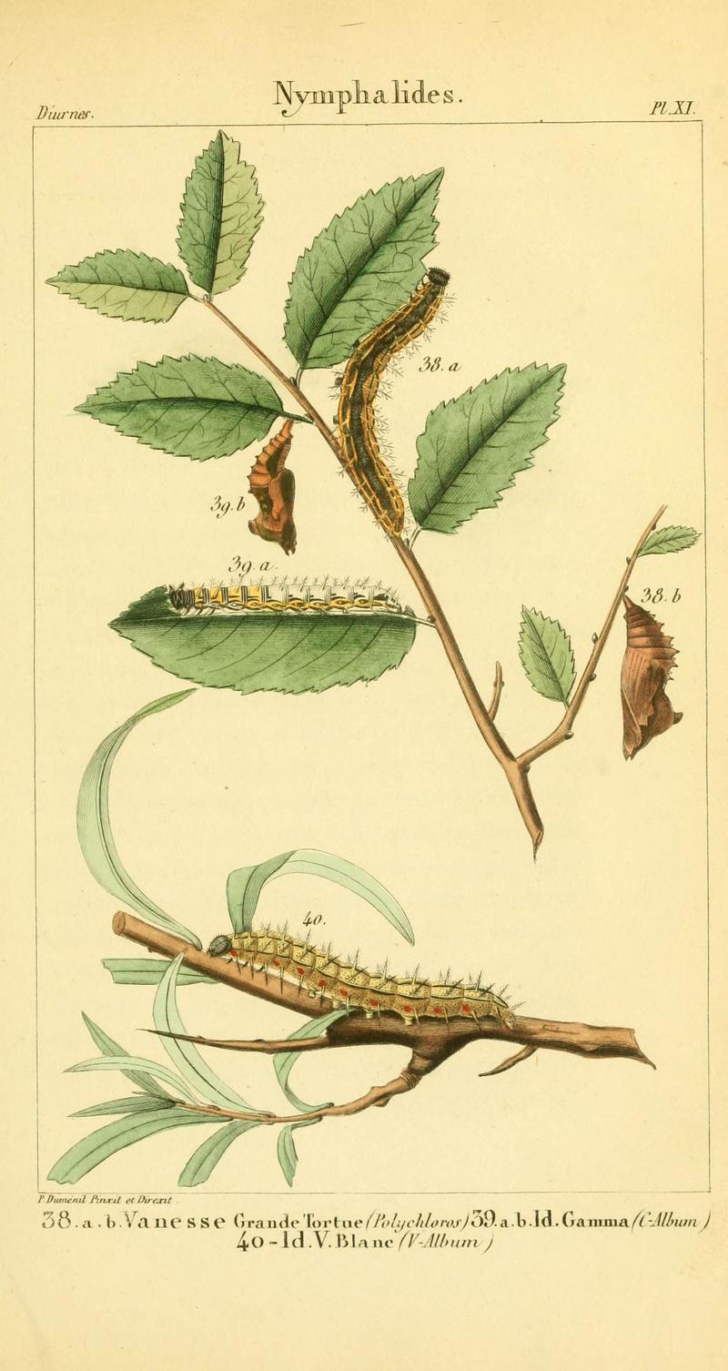 Iconographie et histoire naturelle des chenilles pour servir de complément à l'Histoire naturelle des lépidoptères ou papillons de France, de MM. Godart et Duponchel (Pl. XI) (6059710676)