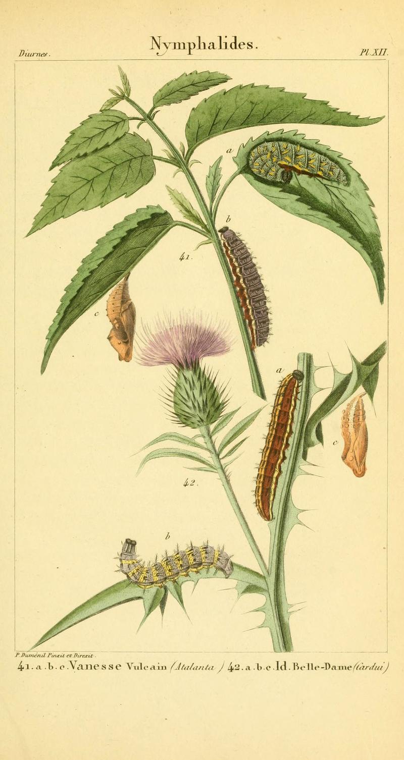 Iconographie et histoire naturelle des chenilles pour servir de complément à l'Histoire naturelle des lépidoptères ou papillons de France, de MM. Godart et Duponchel (Pl. XII) (6059710976)