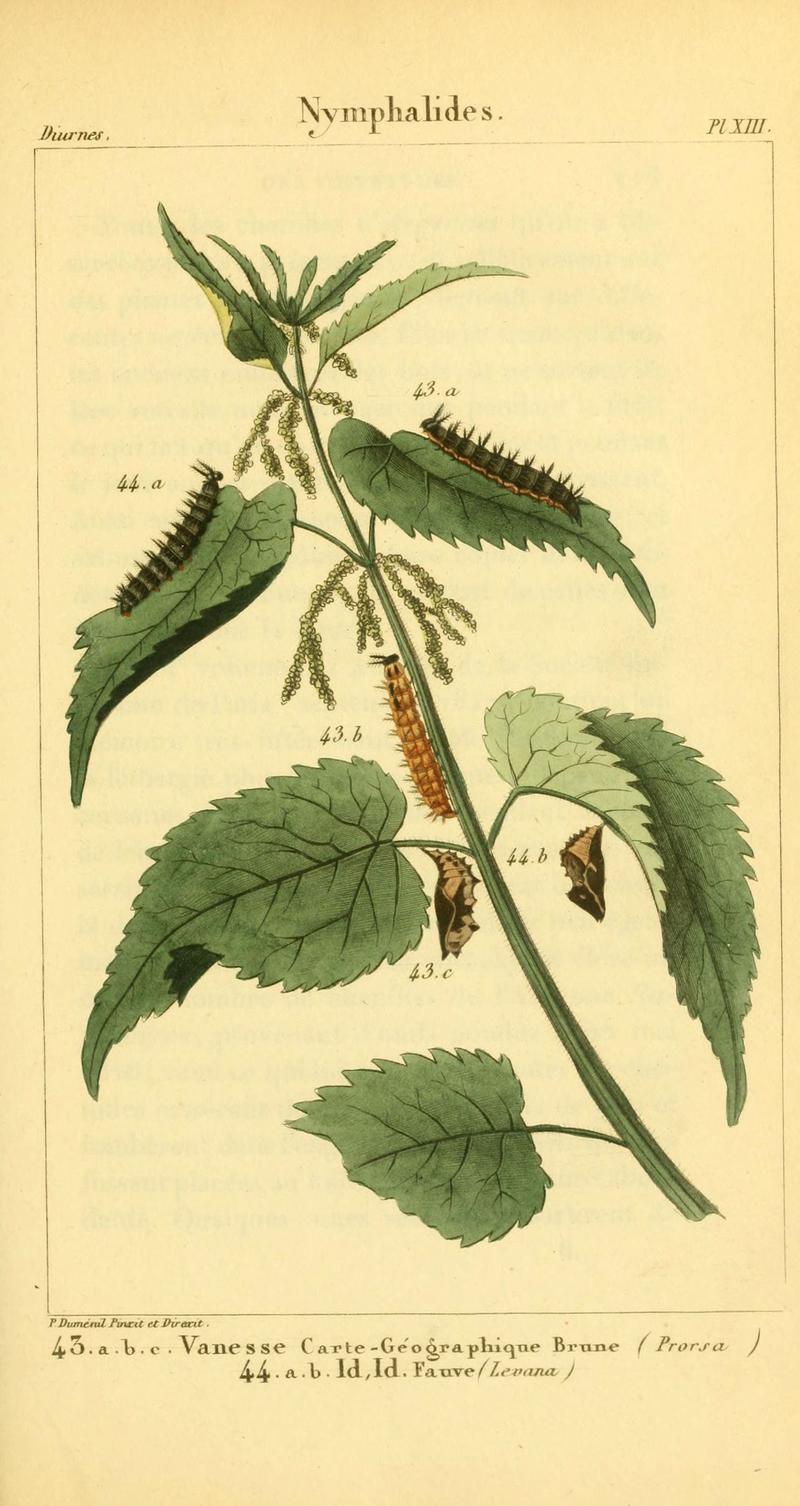 Iconographie et histoire naturelle des chenilles pour servir de complément à l'Histoire naturelle des lépidoptères ou papillons de France, de MM. Godart et Duponchel (Pl. XIII) (6059163935)