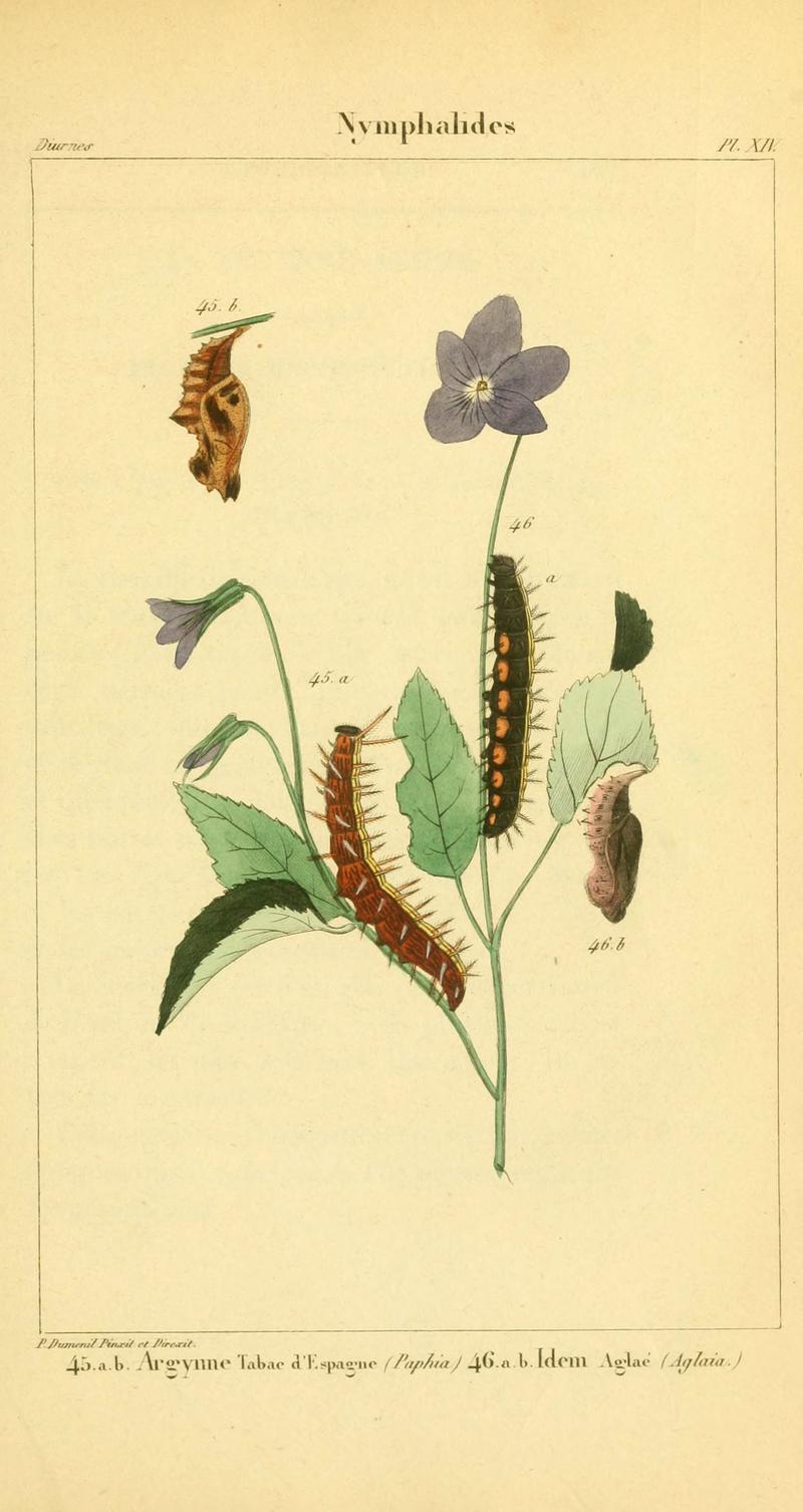 Iconographie et histoire naturelle des chenilles pour servir de complément à l'Histoire naturelle des lépidoptères ou papillons de France, de MM. Godart et Duponchel (Pl. XIV) (6059164139)