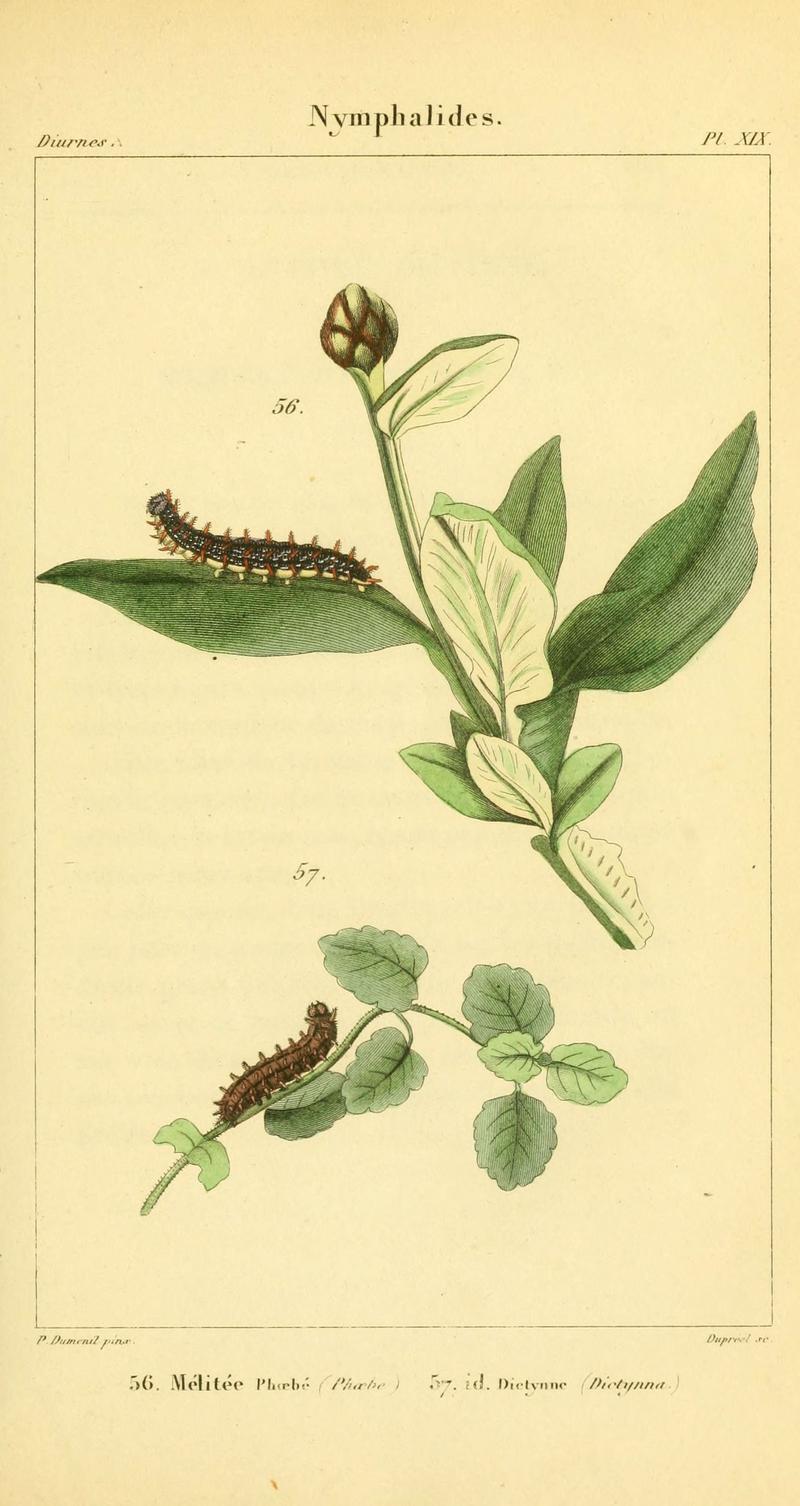 Iconographie et histoire naturelle des chenilles pour servir de complément à l'Histoire naturelle des lépidoptères ou papillons de France, de MM. Godart et Duponchel (Pl. XIX) (6059713418)