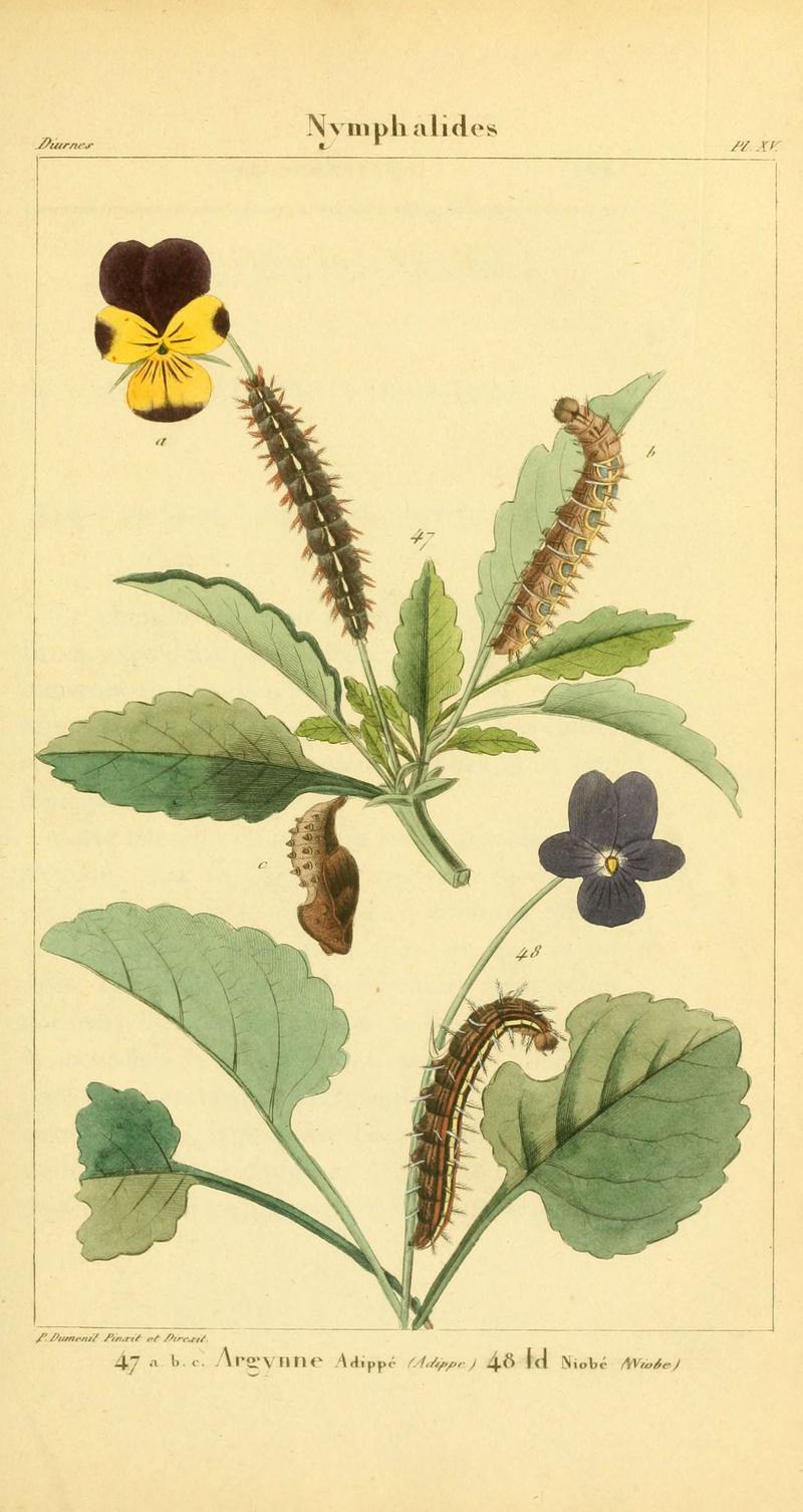Iconographie et histoire naturelle des chenilles pour servir de complément à l'Histoire naturelle des lépidoptères ou papillons de France, de MM. Godart et Duponchel (Pl. XV) (6059711878)
