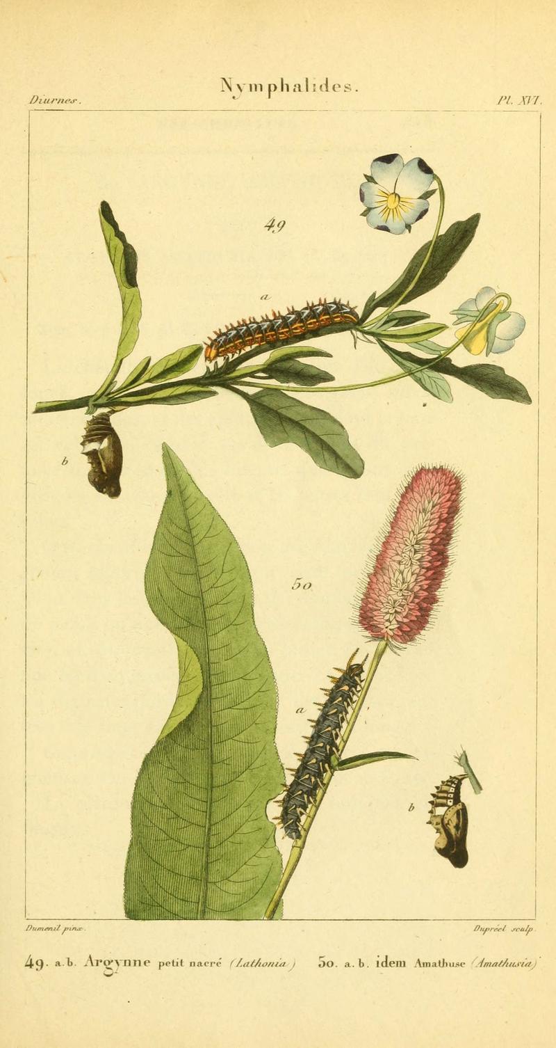 Iconographie et histoire naturelle des chenilles pour servir de complément à l'Histoire naturelle des lépidoptères ou papillons de France, de MM. Godart et Duponchel (Pl. XVI) (6059712172)