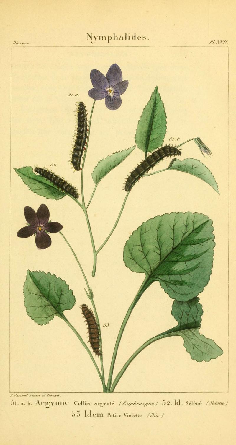 Iconographie et histoire naturelle des chenilles pour servir de complément à l'Histoire naturelle des lépidoptères ou papillons de France, de MM. Godart et Duponchel (Pl. XVII) (6059712576)