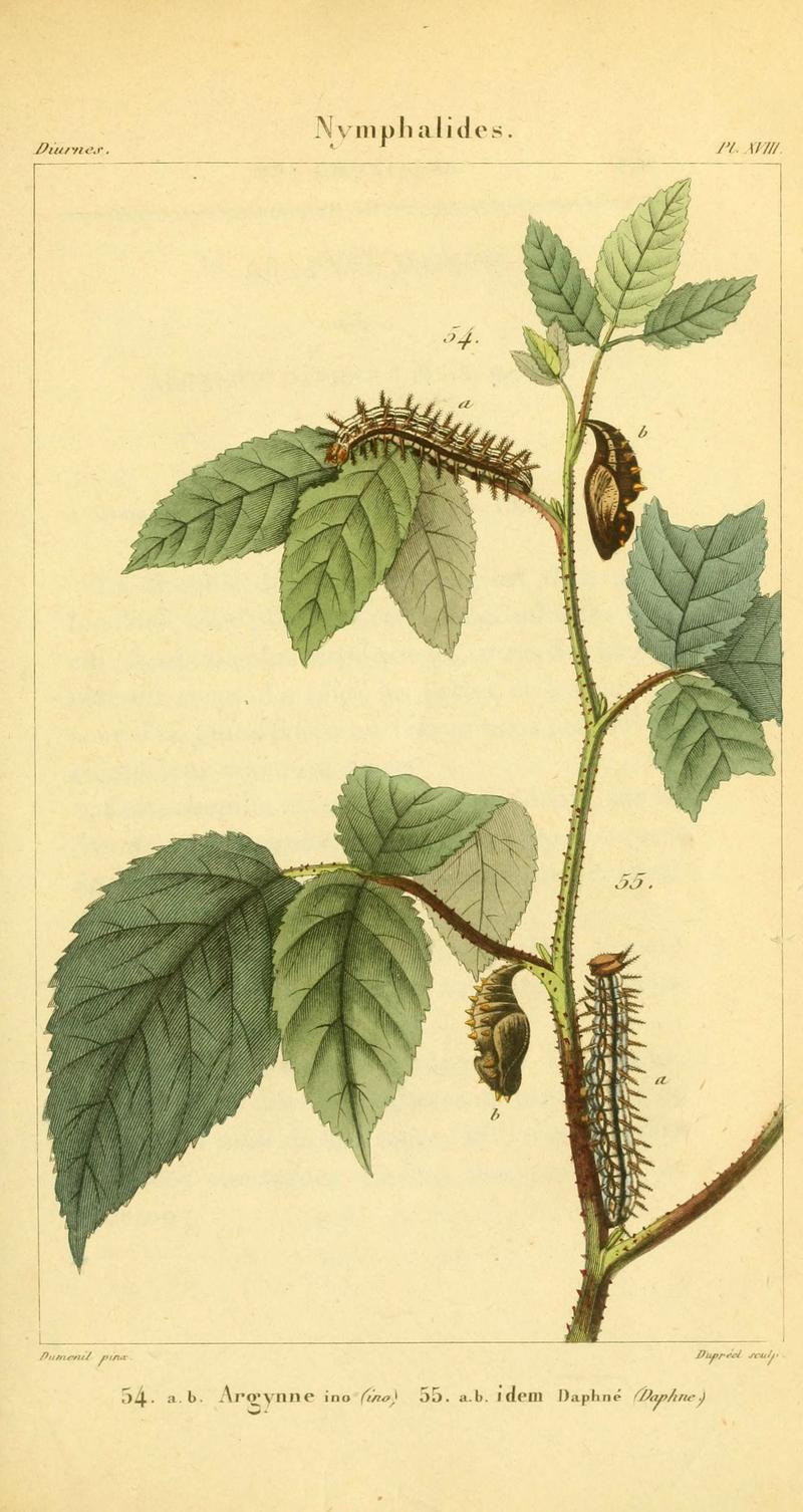 Iconographie et histoire naturelle des chenilles pour servir de complément à l'Histoire naturelle des lépidoptères ou papillons de France, de MM. Godart et Duponchel (Pl. XVIII) (6059165513)