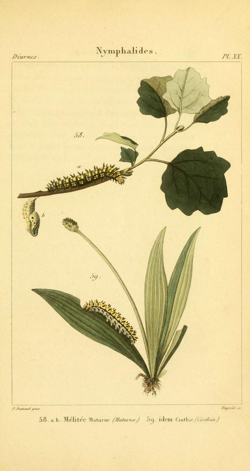 Iconographie et histoire naturelle des chenilles pour servir de complément à l'Histoire naturelle des lépidoptères ou papillons de France, de MM. Godart et Duponchel (Pl. XX) (6059166309)