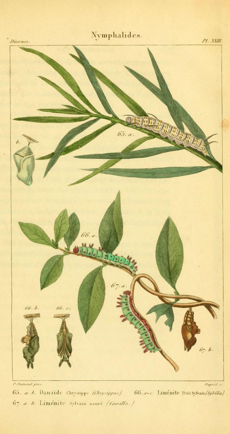 Iconographie et histoire naturelle des chenilles pour servir de complément à l'Histoire naturelle des lépidoptères ou papillons de France, de MM. Godart et Duponchel (Pl. XXIII) (6059714408)