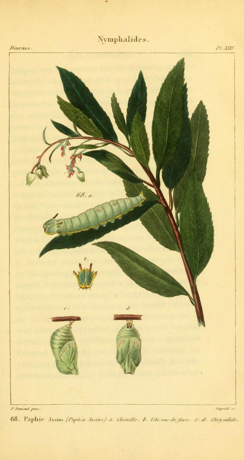 Iconographie et histoire naturelle des chenilles pour servir de complément à l'Histoire naturelle des lépidoptères ou papillons de France, de MM. Godart et Duponchel (Pl. XXIV) (6059714732)