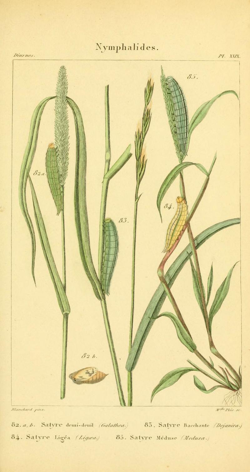 Iconographie et histoire naturelle des chenilles pour servir de complément à l'Histoire naturelle des lépidoptères ou papillons de France, de MM. Godart et Duponchel (Pl. XXIX) (6059716192)