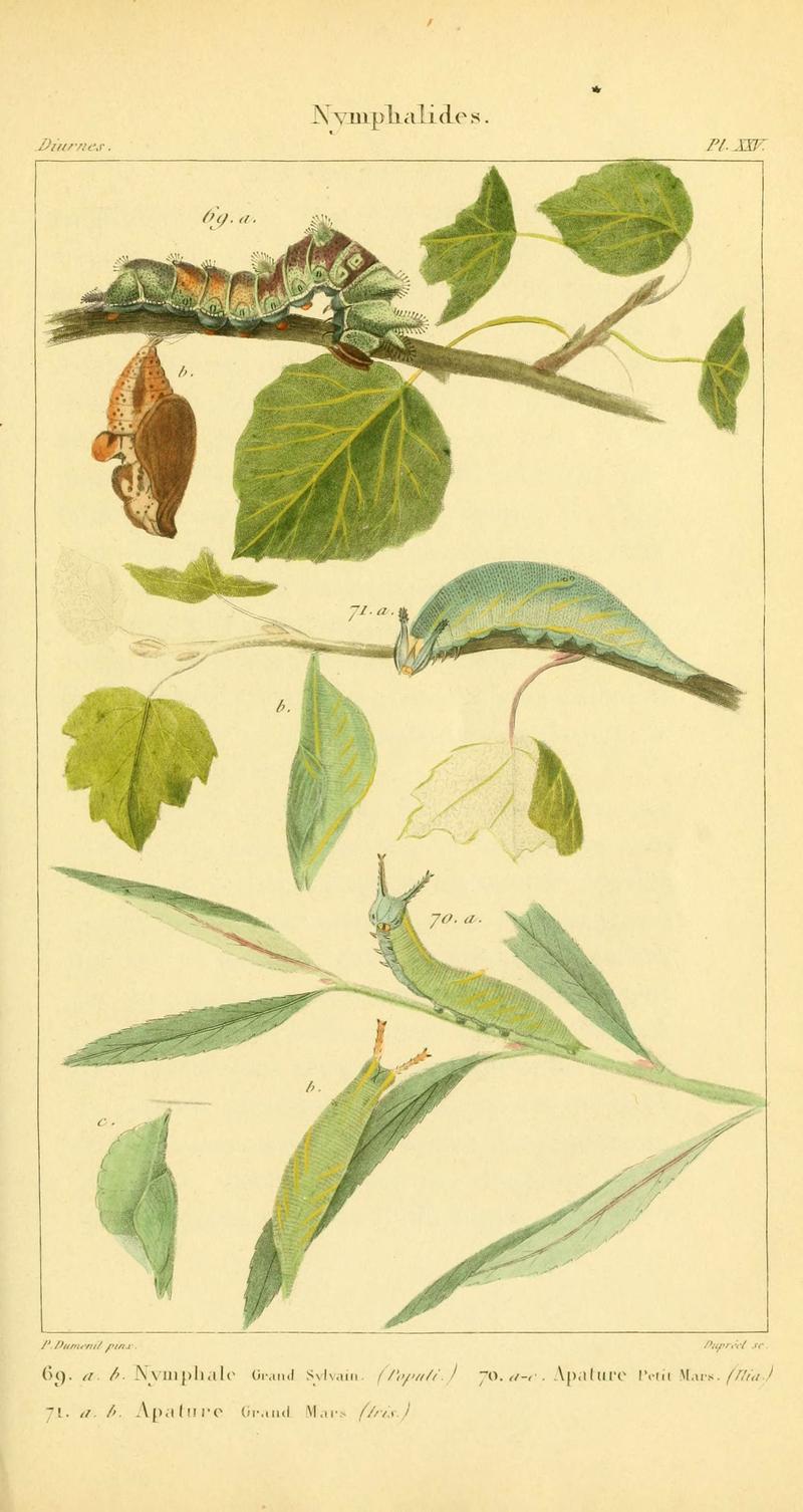Iconographie et histoire naturelle des chenilles pour servir de complément à l'Histoire naturelle des lépidoptères ou papillons de France, de MM. Godart et Duponchel (Pl. XXV) (6059167503)