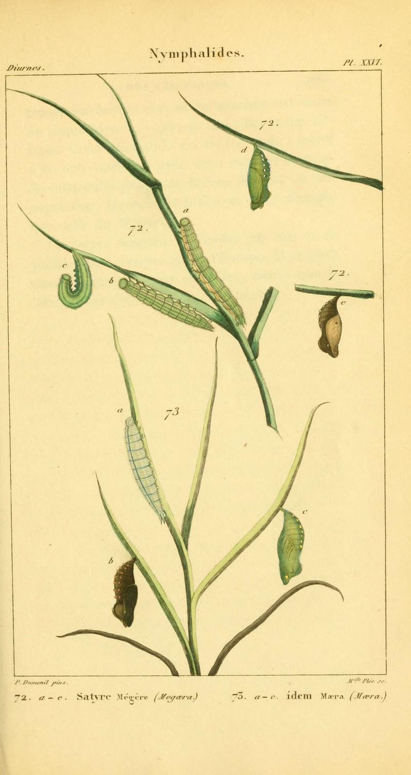 Iconographie et histoire naturelle des chenilles pour servir de complément à l'Histoire naturelle des lépidoptères ou papillons de France, de MM. Godart et Duponchel (Pl. XXVI) (6059167851)