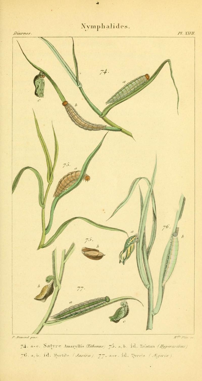 Iconographie et histoire naturelle des chenilles pour servir de complément à l'Histoire naturelle des lépidoptères ou papillons de France, de MM. Godart et Duponchel (Pl. XXVII) (6059715574)
