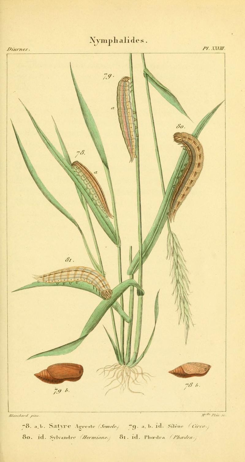 Iconographie et histoire naturelle des chenilles pour servir de complément à l'Histoire naturelle des lépidoptères ou papillons de France, de MM. Godart et Duponchel (Pl. XXVIII) (6059715872)