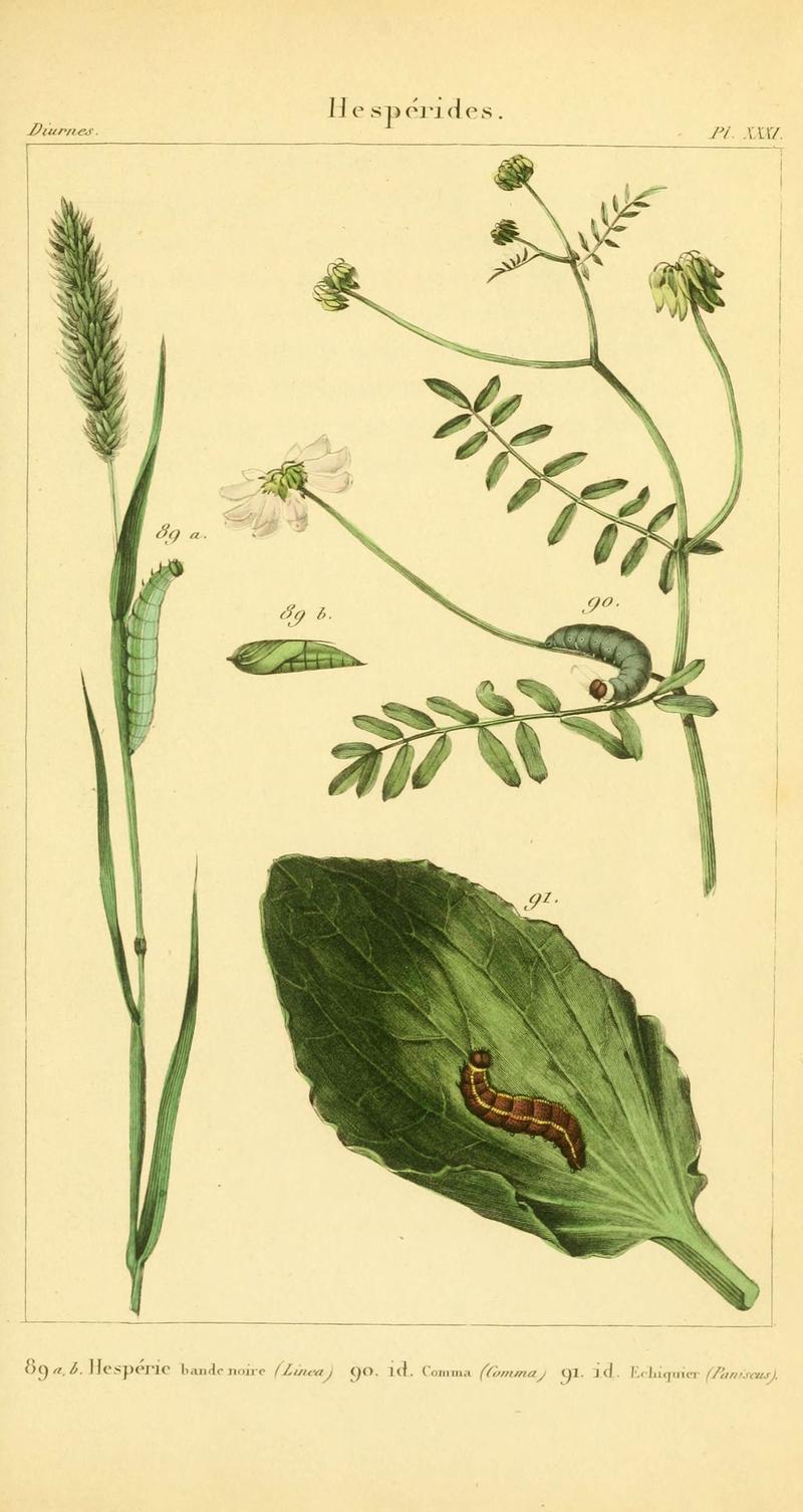 Iconographie et histoire naturelle des chenilles pour servir de complément à l'Histoire naturelle des lépidoptères ou papillons de France, de MM. Godart et Duponchel (Pl. XXXI) (6059169341)