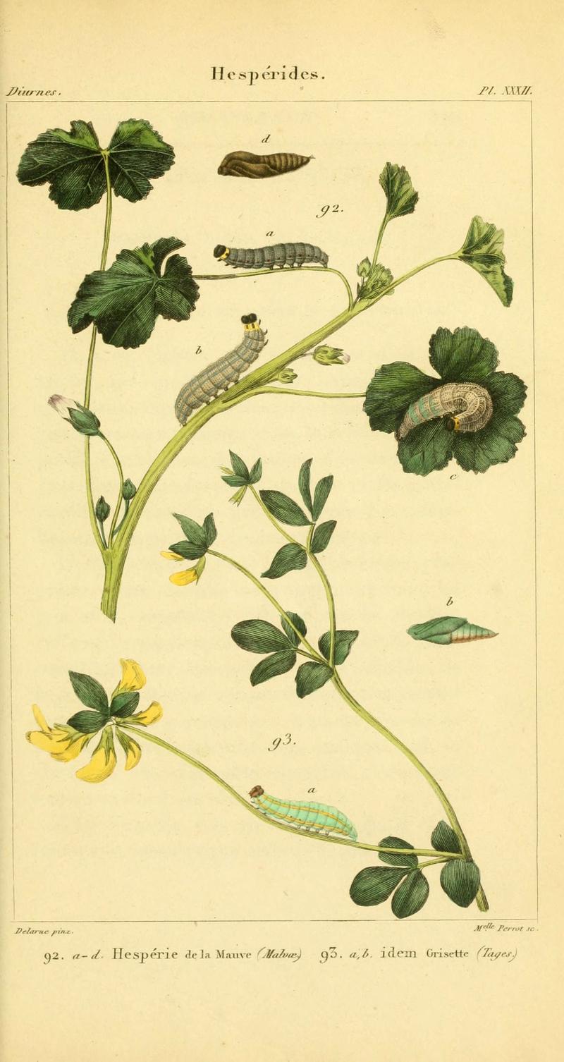 Iconographie et histoire naturelle des chenilles pour servir de complément à l'Histoire naturelle des lépidoptères ou papillons de France, de MM. Godart et Duponchel (Pl. XXXII) (6059169625)