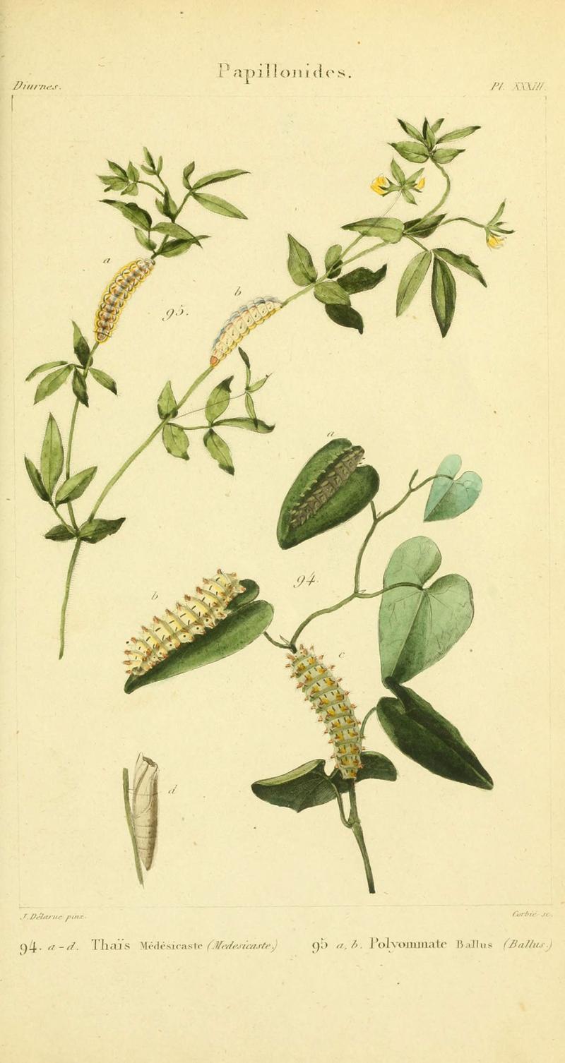 Iconographie et histoire naturelle des chenilles pour servir de complément à l'Histoire naturelle des lépidoptères ou papillons de France, de MM. Godart et Duponchel (Pl. XXXIII) (6059169837)