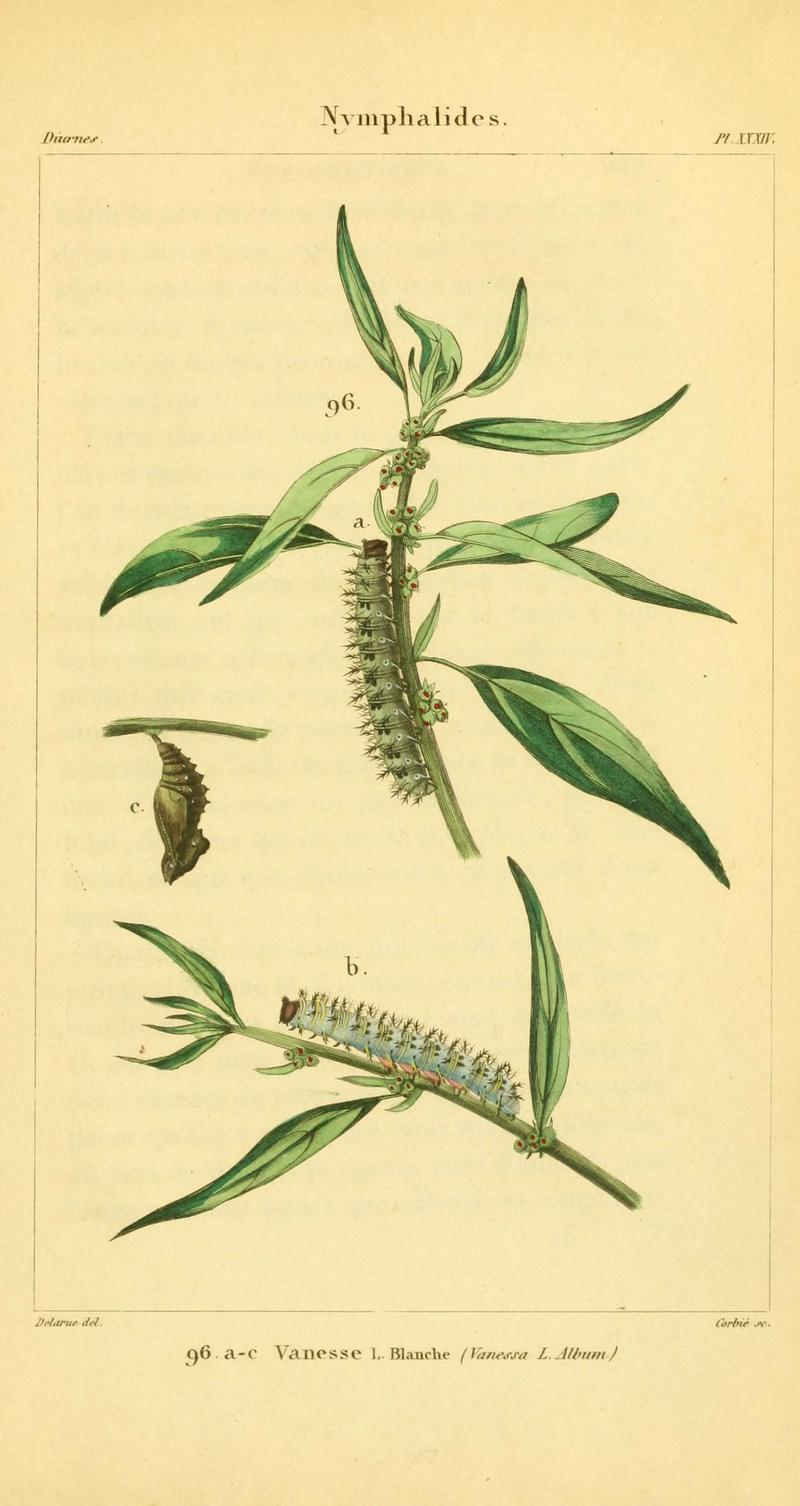 Iconographie et histoire naturelle des chenilles pour servir de complément à l'Histoire naturelle des lépidoptères ou papillons de France, de MM. Godart et Duponchel (Pl. XXXIV) (6059170189)