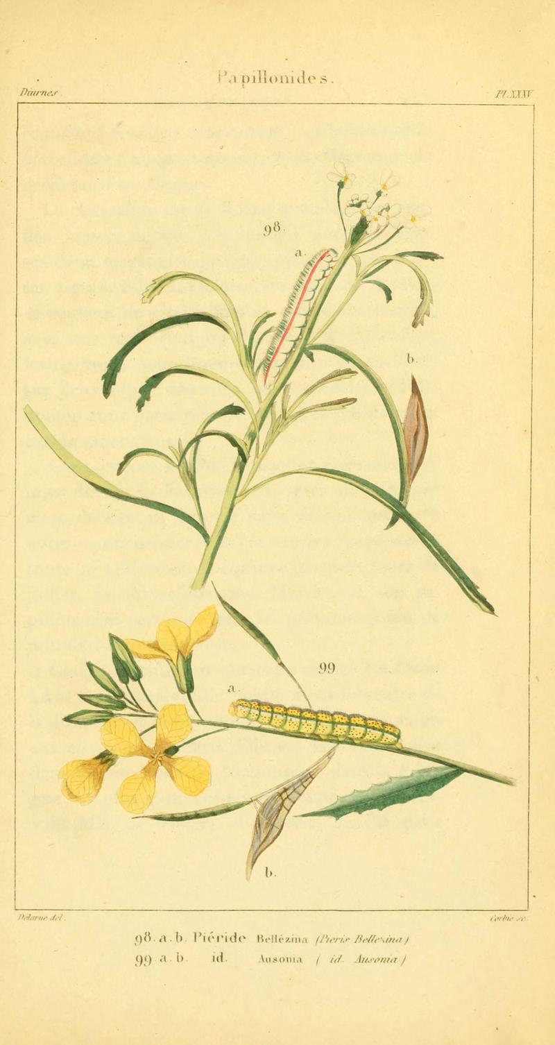 Iconographie et histoire naturelle des chenilles pour servir de complément à l'Histoire naturelle des lépidoptères ou papillons de France, de MM. Godart et Duponchel (Pl. XXXV) (6059170425)