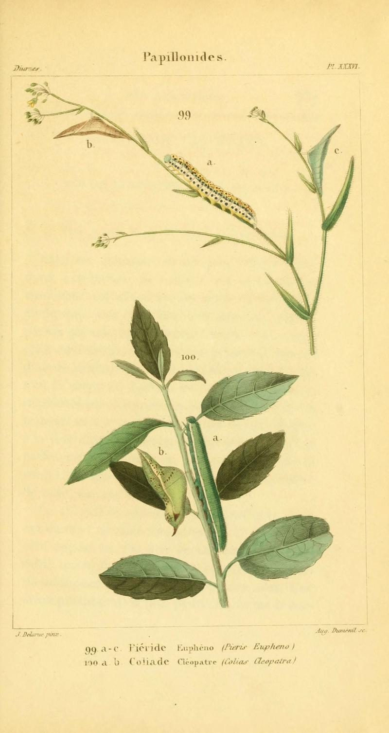 Iconographie et histoire naturelle des chenilles pour servir de complément à l'Histoire naturelle des lépidoptères ou papillons de France, de MM. Godart et Duponchel (Pl. XXXVI) (6059170777)