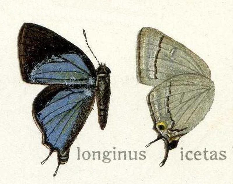 Pratapa icetas Lycaenidae