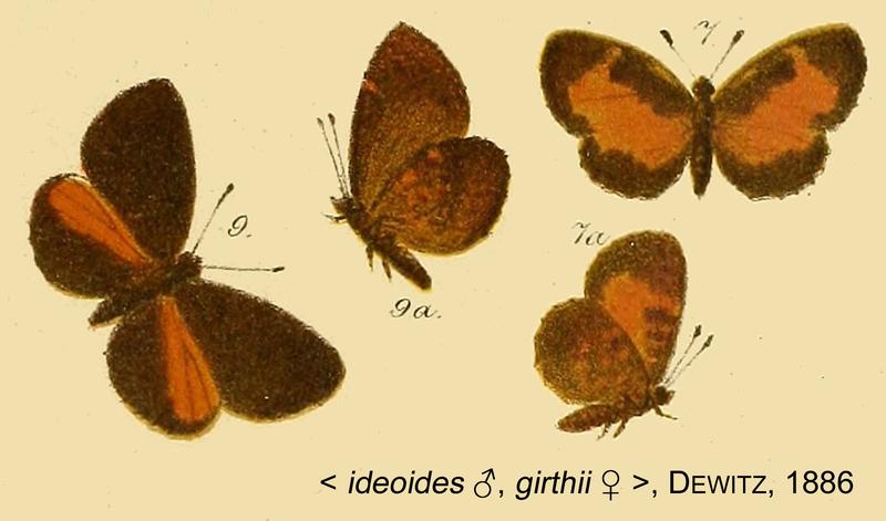 Ideoides girthiiDewitz1886OD