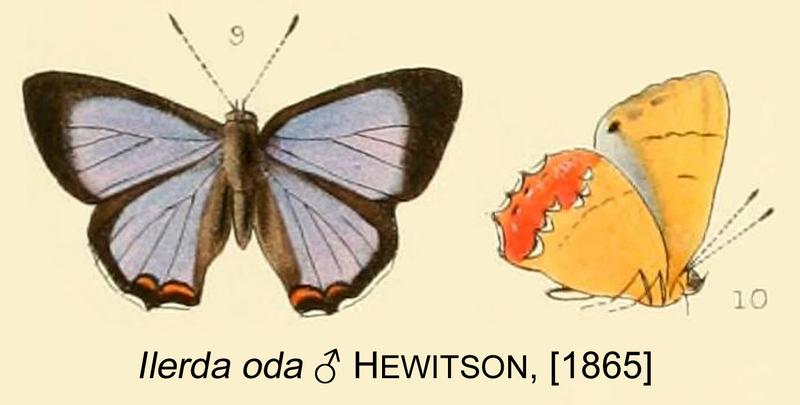 Ilerda odaHewitson1865OD