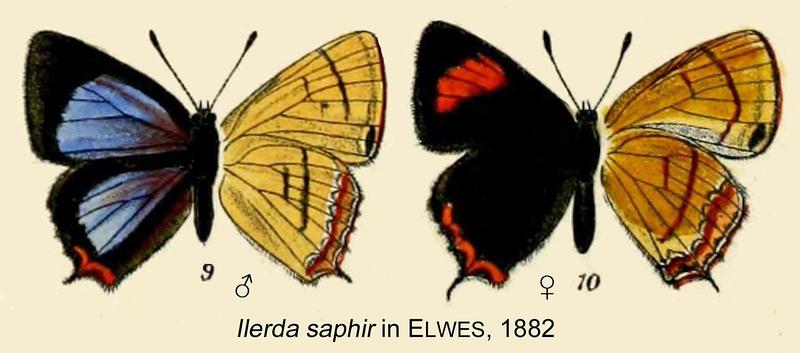 Ilerda saphir inElwes1882