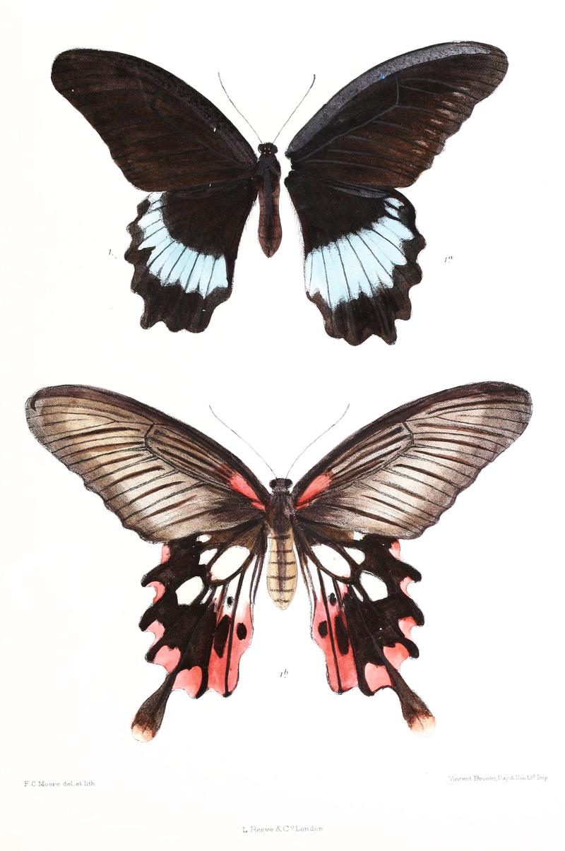 Iliades mayo Papilio mayo