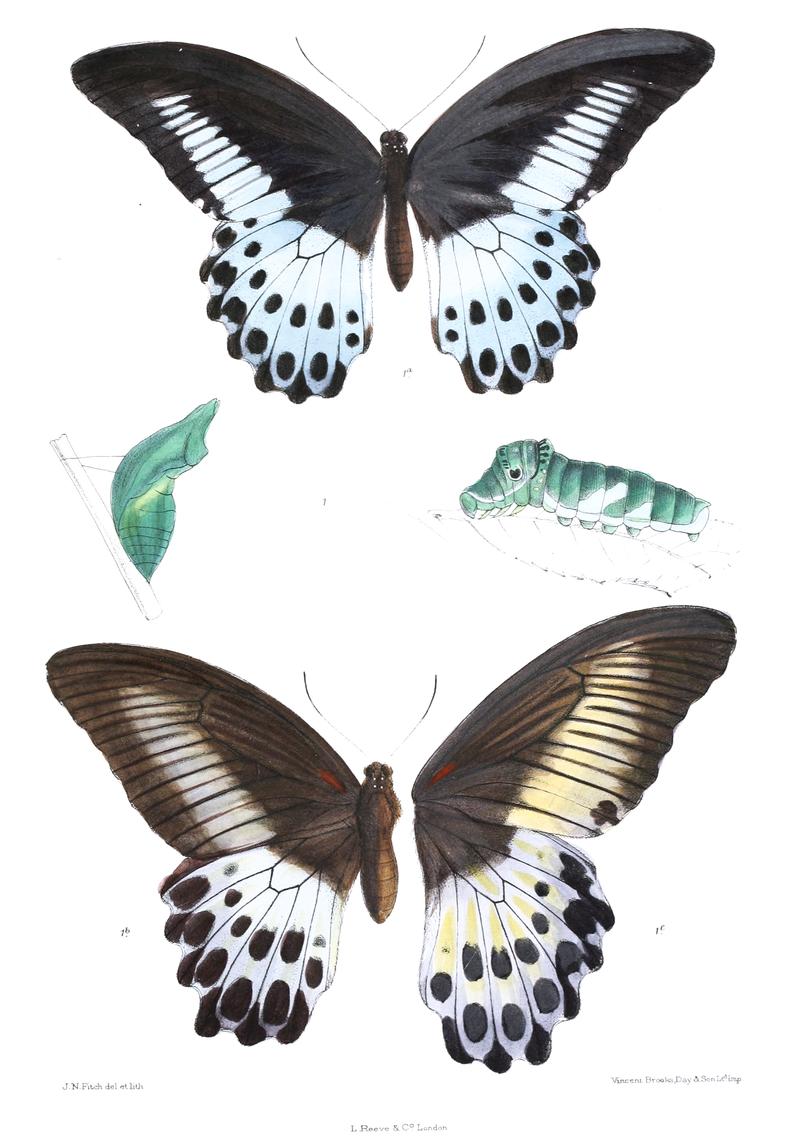 Iliades parinda 453