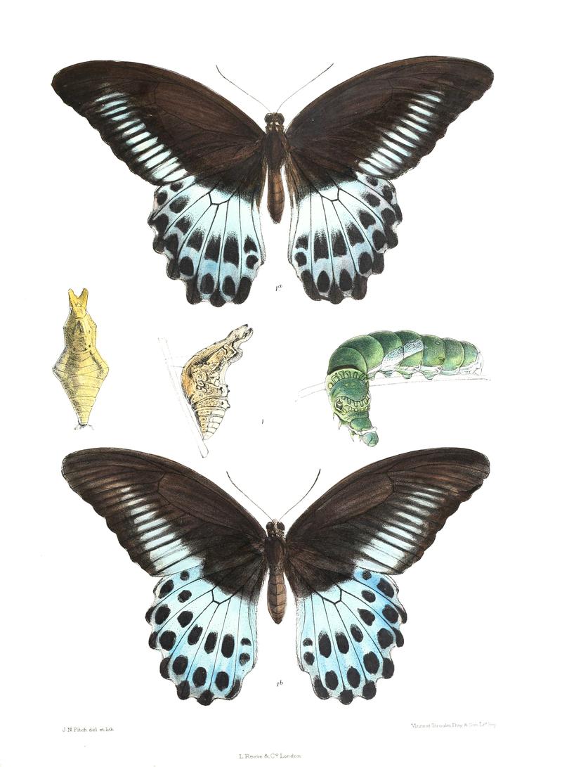 Iliades polymnestor 452