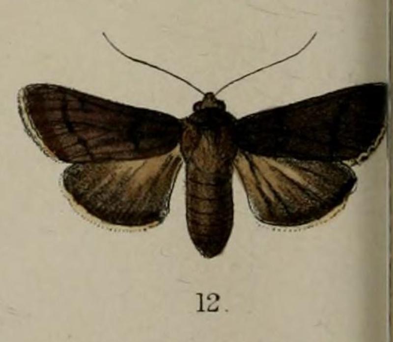 Illustartion of Bityla sericea Butler, 1877