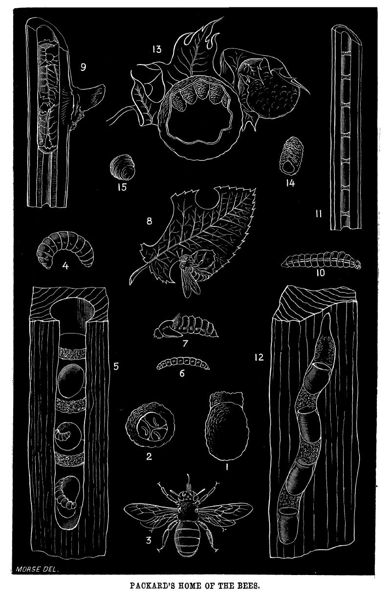 Illustration made by E. S. Morse in 1867