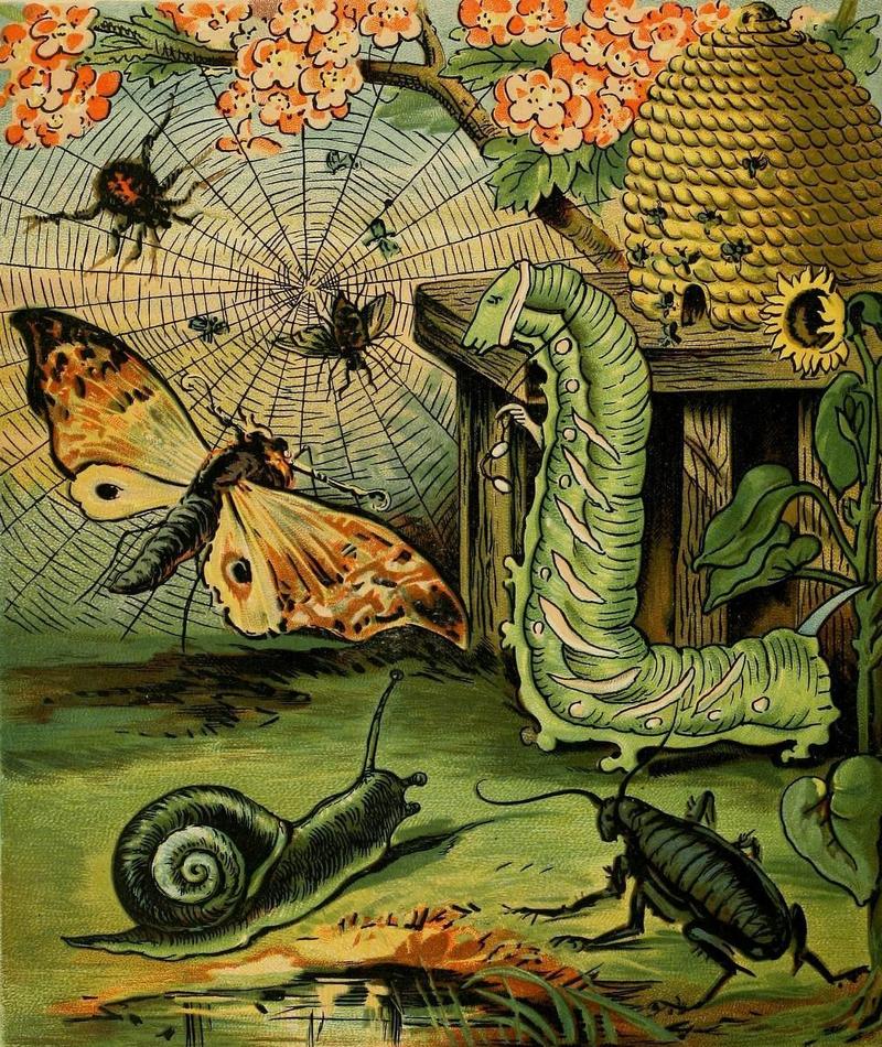 Illustration of moth, hawkmoth larva, snail, cricket, spider from F. A. S. Reid's Comic Insects 1882 drawn by Berry F. Berry
