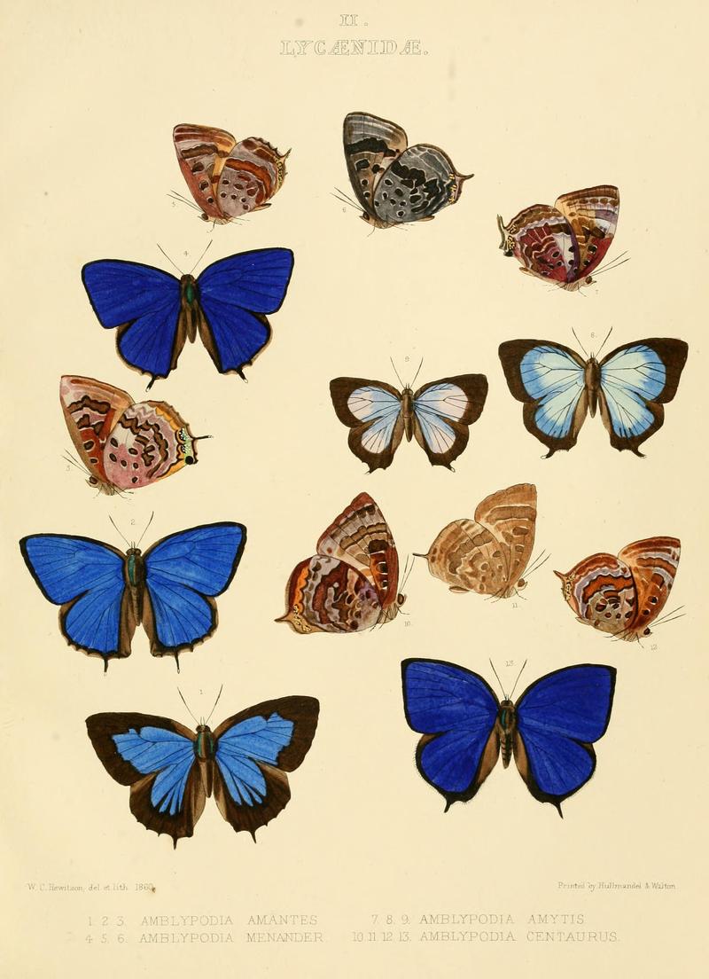 IllustrationsDiurnalLepidopteraPlate2