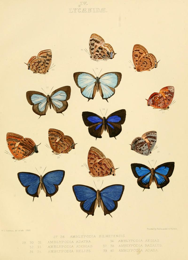 IllustrationsDiurnalLepidopteraPlate4