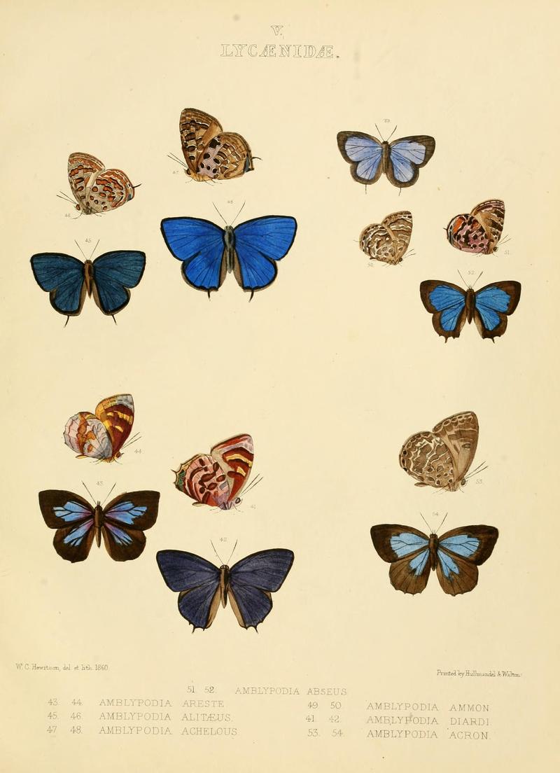 IllustrationsDiurnalLepidopteraPlate5