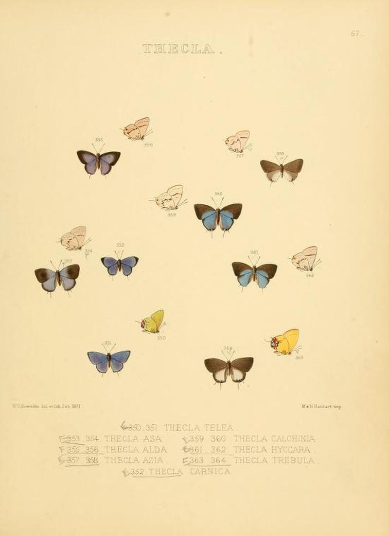 IllustrationsDiurnalLepidopteraPlate57