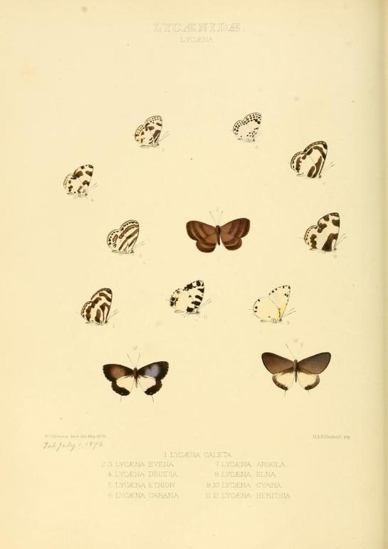 IllustrationsExoticButterfliesVolVPlate35