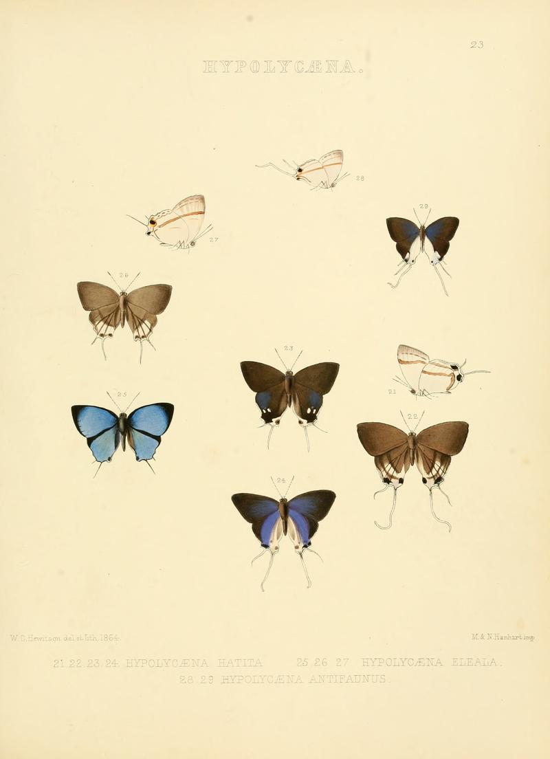 Illustrations Diurnal Lepidoptera 2 - Plate 23