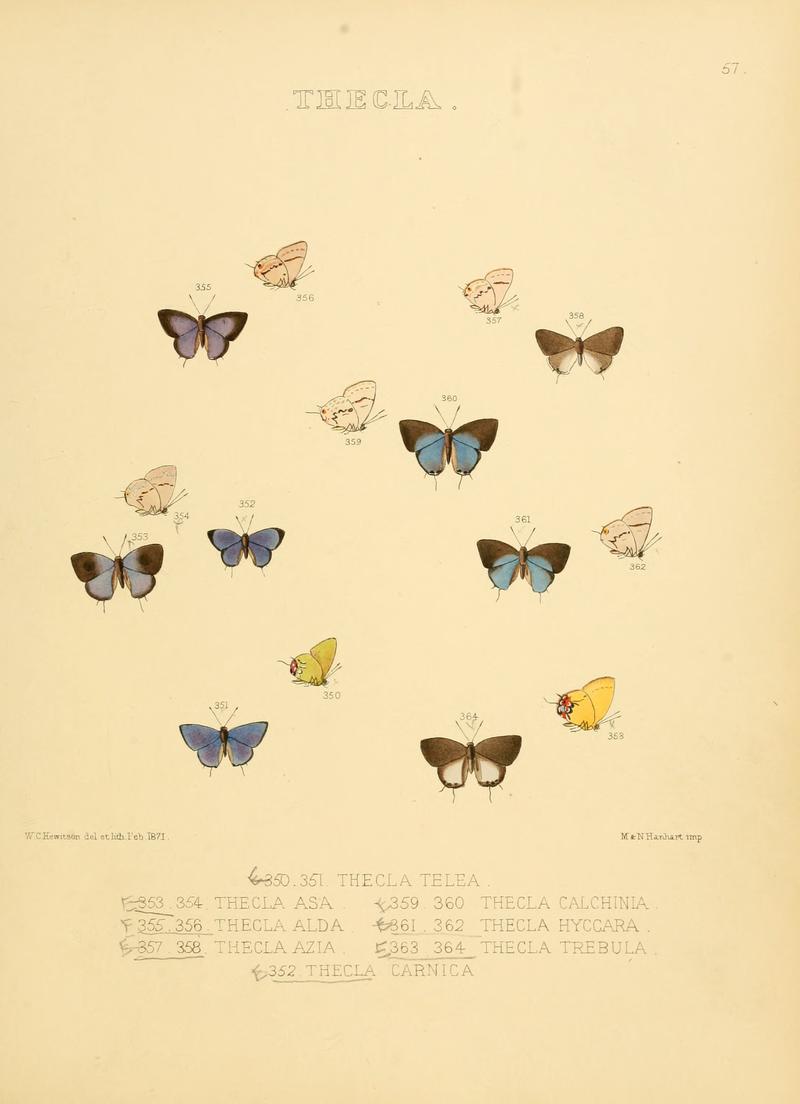 Illustrations Diurnal Lepidoptera 2 - Plate 57