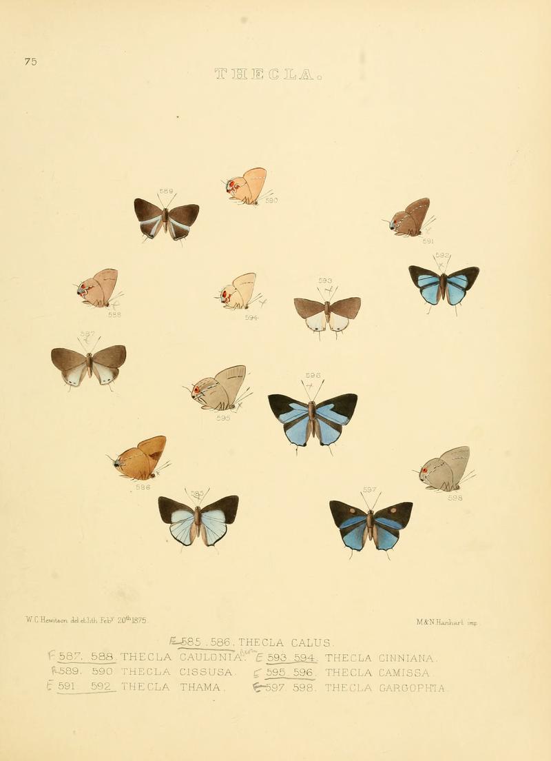 Illustrations Diurnal Lepidoptera 2 - Plate 75