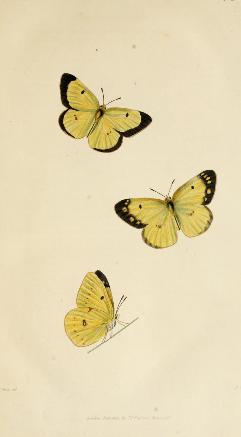 Illustrations of British entomology (Pl. 1) (8163977459)