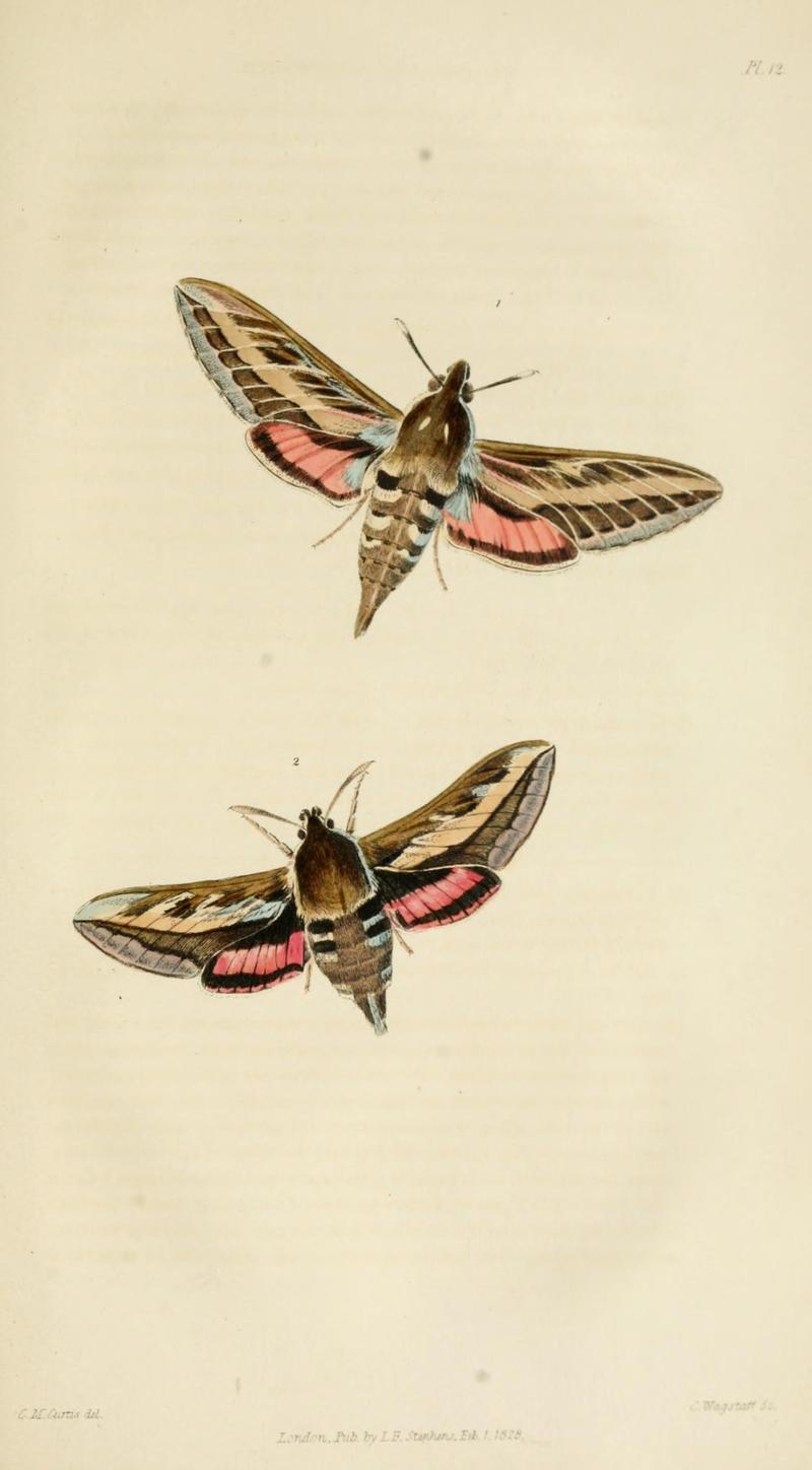 Illustrations of British entomology (Pl. 12) (8164015160)